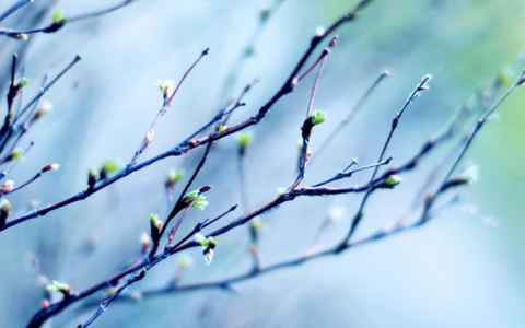 Погода в Сыктывкаре на 1 мая: снег, тучи и северный ветер