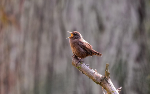 Погода в Сыктывкаре на 4 мая: ощутимое потепление