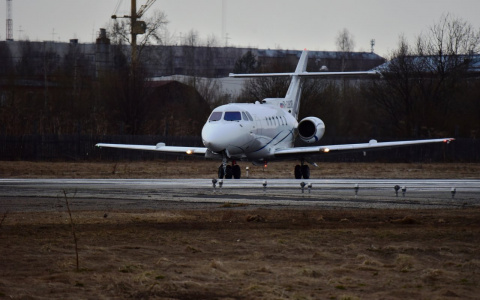 Фото дня в Сыктывкаре: редкий крылатый гость на взлетной полосе
