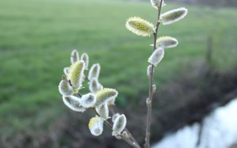 Погода в Сыктывкаре на 7 мая: жара, дождь и порывистый ветер