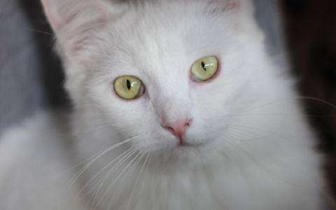 Спортивный Мирон, милая Снежка и Черныш: животные из приюта ищут новый дом в Сыктывкаре