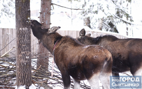 В Коми медведь проник в этнопарк и задрал лосей Моню и Мулю