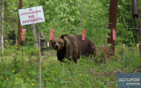 Под Сыктывкаром ловят медведя, который задрал лосей в этнопарке