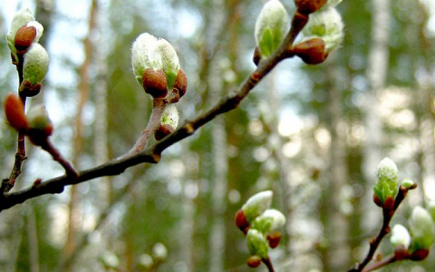 Погода в Сыктывкаре на 15 мая: прохладно и немного дождливо