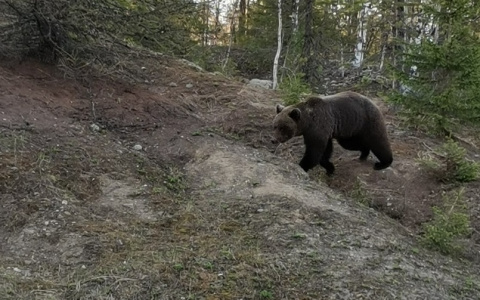 В одном из городов Коми объявился медведь (фото)