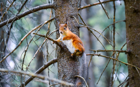 Фото дня в Сыктывкаре: атмосфера весеннего леса и его обитатели