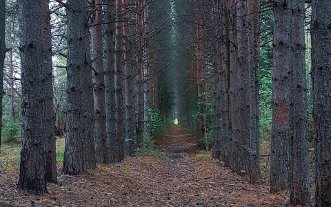 Фото дня от сыктывкарца: загадочная аллея в сосновом лесу