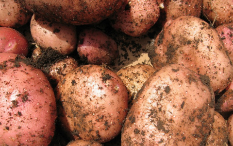 Ученые рассказали, как картошка помогает создать рельефное тело