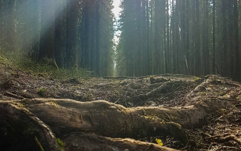 Фото дня в Сыктывкаре: солнечный свет пробивается сквозь стену соснового леса