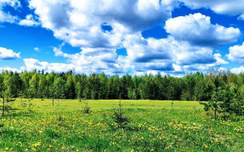 Фото дня от сыктывкарки: яркие просторы Соколовки