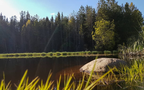 Фото дня от сыктывкарца: «Извините, а Аленушку не видели?»