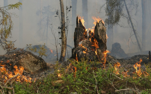 В Коми произошел первый за лето лесной пожар