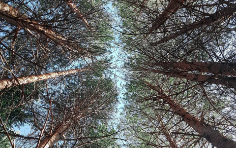 Фото дня в Сыктывкаре: небесная аллея в кронах деревьев