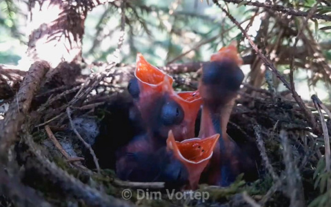 Фото дня в Сыктывкаре: новая жизнь под сенью деревьев