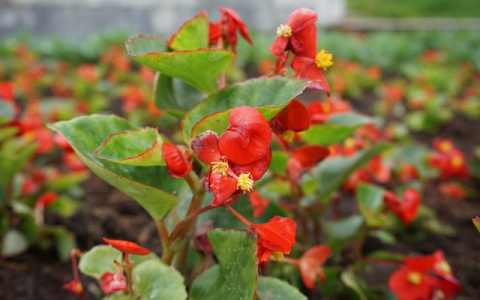 В Сыктывкаре высадят 180 тысяч цветов