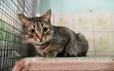 9 жизней: кошки из приюта ищут новый дом в Сыктывкаре