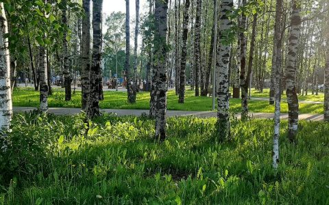 Фото дня: зеленое лето в сыктывкарском парке