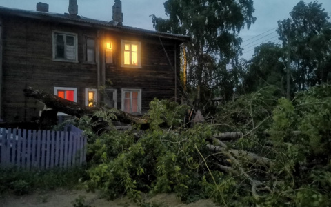 В Сыктывкаре ветер повалил тополь на провода у жилого дома (фото)