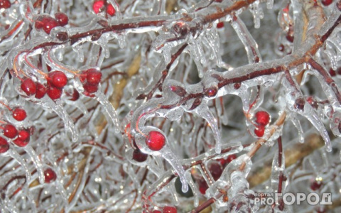 Жителей Коми предупреждают о заморозках в июне