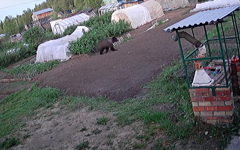 В Коми к дачникам на участок пожаловал крупный медведь (видео)