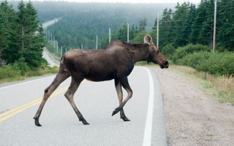 В Коми погиб пассажир «Лады», которая влетела в лося