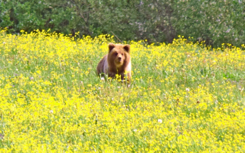 Медвежий апокалипсис: житель коми деревни рассказал о своих бурых соседях