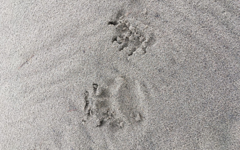 Волонтеры, которые ищут пропавшего мальчика в Коми, нашли следы медведя