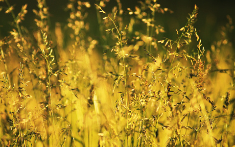 На Коми обрушилось адское пекло: МЧС предупредило жителей об опасности жары