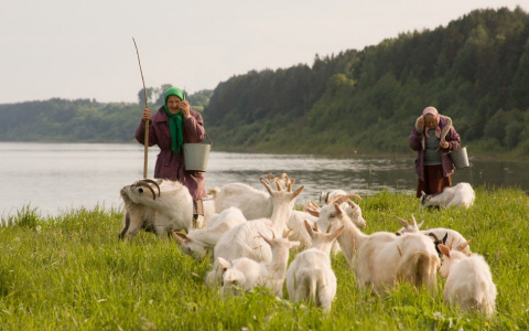 «Позорище»: сыктывкарцы об индексации пенсий на 279 рублей