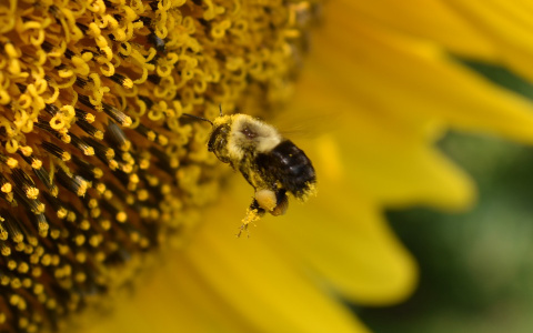 Пыльца может предсказать конец сезона коронавируса