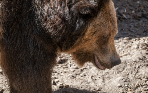 В Коми собака на цепи стала обедом для медведя