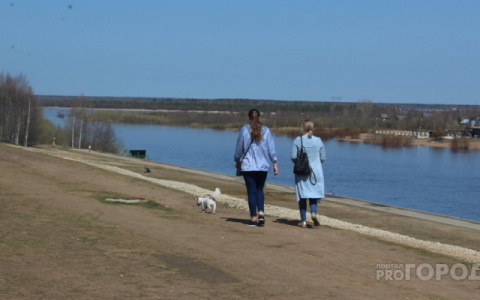 Сыктывкарцы предложили разрешить выгул собак на проезжей части во дворах