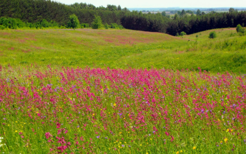 Синоптики рассказали, сохранится ли в Коми летняя погода