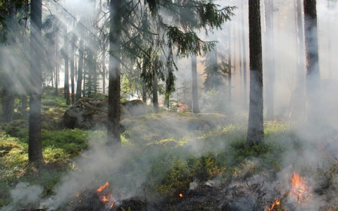 В двух районах Коми объявили чрезвычайно высокую пожароопасность