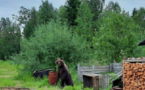 В Коми медведь заявился в гости к жителям поселка (фото)