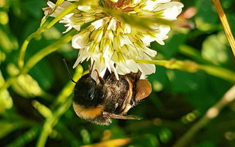 Фото дня в Сыктывкаре: большой мир маленького шмеля