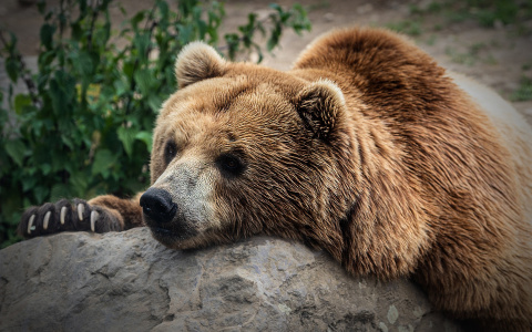 Названа дата начала охоты на медведей в Коми