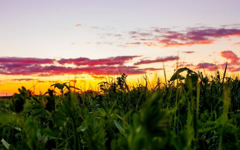 Фото дня в Сыктывкаре: теплые краски летнего вечера