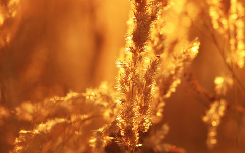 В Коми объявили повышенную пожароопасность