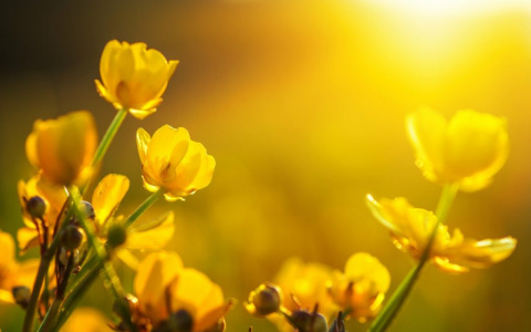 Погода в Сыктывкаре на 27 июля: теплый день без осадков