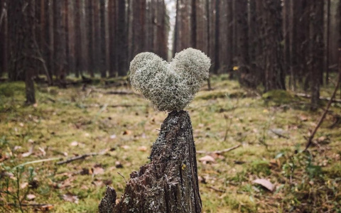 Фото дня от сыктывкарки: причудливые формы в диком лесу