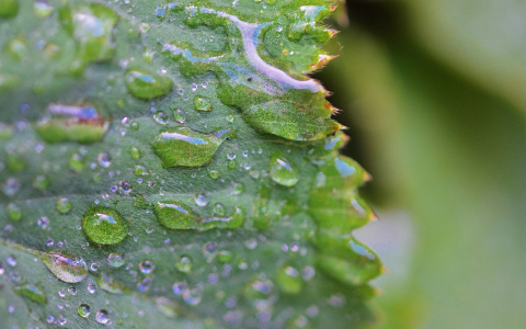 Погода в Сыктывкаре на 31 июля: мощные грозы и дожди