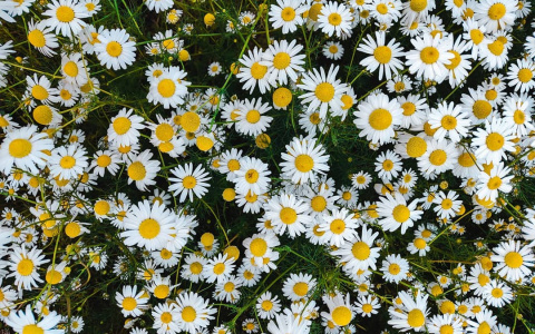 Фото дня в Сыктывкаре: ромашковое поле, розы и маргаритки