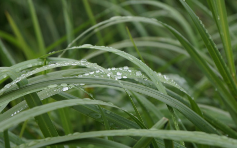 Синоптики рассказали, ждать ли лета на выходных в Коми