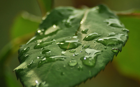 Погода в Сыктывкаре на 1 августа: прохладно и облачно