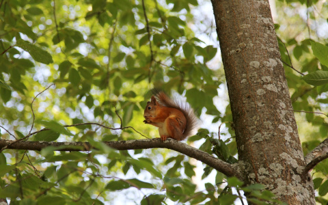 Фото дня от сыктывкарки: милая белка на улицах города