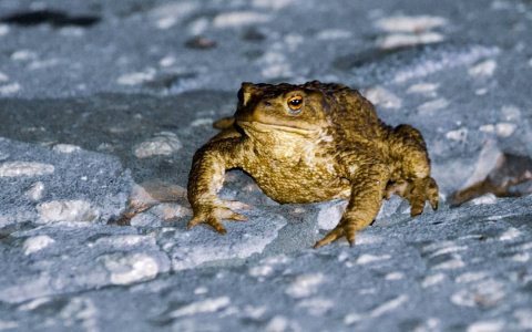 Фото дня в Сыктывкаре: жаба-путешественница