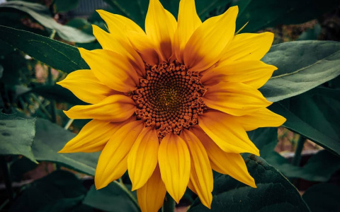 Фото дня в Сыктывкаре: яркие краски уходящего лета