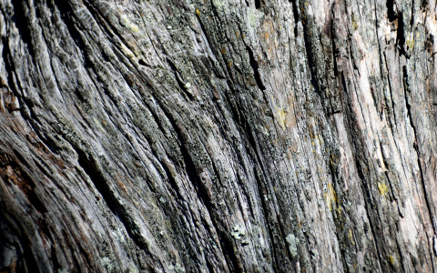 По факту гибели ребенка, который упал с дерева в Сыктывкаре, проводится проверка