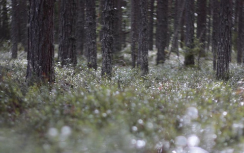 Фото дня в Сыктывкаре: лесной ковер из жемчужных россыпей